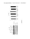 ANTI-cMET ANTIBODY diagram and image