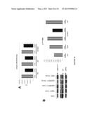 ANTI-cMET ANTIBODY diagram and image