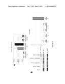 ANTI-cMET ANTIBODY diagram and image