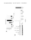 ANTI-cMET ANTIBODY diagram and image