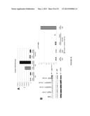 ANTI-cMET ANTIBODY diagram and image