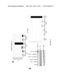 ANTI-cMET ANTIBODY diagram and image