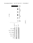 ANTI-cMET ANTIBODY diagram and image