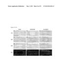 THREE-DIMENSIONAL SCAFFOLDS, METHODS FOR FABRICATING THE SAME, AND METHODS     OF TREATING A PERIPHERAL NERVE OR SPINAL CORD INJURY diagram and image