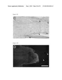 THREE-DIMENSIONAL SCAFFOLDS, METHODS FOR FABRICATING THE SAME, AND METHODS     OF TREATING A PERIPHERAL NERVE OR SPINAL CORD INJURY diagram and image