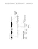 Genetically Modified Major Histocompatibility Complex Mice diagram and image