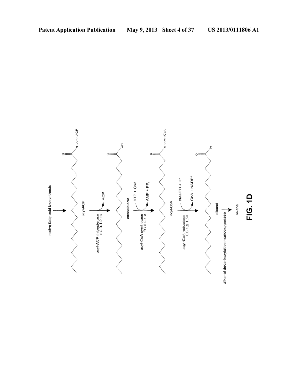 Methods and Compositions for the Recombinant Biosynthesis of N-Alkanes - diagram, schematic, and image 05