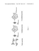 FIELD-EFFECT TRANSISTOR WITH A DIELECTRIC LAYER HAVING THEREIN DENATURED     ALBUMEN diagram and image