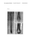 HAIR FOLLICLE MESENCHYMAL STEM CELLS AND USE THEREOF diagram and image