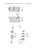 ISOLATED HIGH AFFINITY ENTITIES WITH T-CELL RECEPTOR LIKE SPECIFICITY     TOWARDS NATIVE COMPLEXES OF MHC CLASS II AND GLUTAMIC ACID DECARBOXYLASE     (GAD) AUTOANTIGENIC PEPTIDES diagram and image