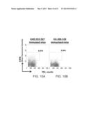 ISOLATED HIGH AFFINITY ENTITIES WITH T-CELL RECEPTOR LIKE SPECIFICITY     TOWARDS NATIVE COMPLEXES OF MHC CLASS II AND GLUTAMIC ACID DECARBOXYLASE     (GAD) AUTOANTIGENIC PEPTIDES diagram and image