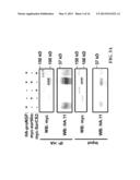 METHODS OF LIMITING MICROVASCULAR DAMAGE FOLLOWING ACUTE MYOCARDIAL     ISCHEMIA diagram and image