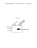 MICROVESICLES DERIVED FROM CELL PROTOPLAST AND USE THEREOF diagram and image