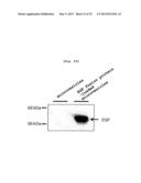 MICROVESICLES DERIVED FROM CELL PROTOPLAST AND USE THEREOF diagram and image