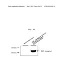 MICROVESICLES DERIVED FROM CELL PROTOPLAST AND USE THEREOF diagram and image