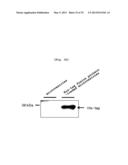 MICROVESICLES DERIVED FROM CELL PROTOPLAST AND USE THEREOF diagram and image