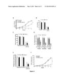 METHOD FOR INHIBITING CANCER STEM CELL LIKE PROPERTIES AND     CHEMORADIORESISTANT PROPERTIES OF CANCER OR TUMOR CELLS WITH MICRORNA145 diagram and image