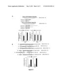 METHOD FOR INHIBITING CANCER STEM CELL LIKE PROPERTIES AND     CHEMORADIORESISTANT PROPERTIES OF CANCER OR TUMOR CELLS WITH MICRORNA145 diagram and image