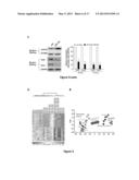 METHOD FOR INHIBITING CANCER STEM CELL LIKE PROPERTIES AND     CHEMORADIORESISTANT PROPERTIES OF CANCER OR TUMOR CELLS WITH MICRORNA145 diagram and image