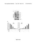 METHOD FOR INHIBITING CANCER STEM CELL LIKE PROPERTIES AND     CHEMORADIORESISTANT PROPERTIES OF CANCER OR TUMOR CELLS WITH MICRORNA145 diagram and image