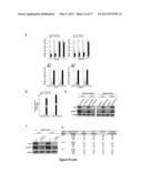 METHOD FOR INHIBITING CANCER STEM CELL LIKE PROPERTIES AND     CHEMORADIORESISTANT PROPERTIES OF CANCER OR TUMOR CELLS WITH MICRORNA145 diagram and image