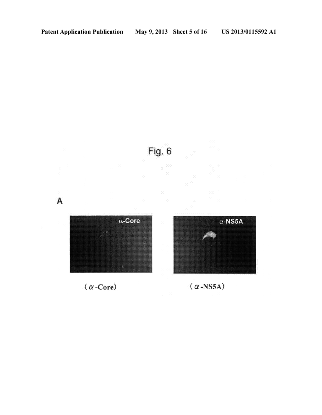 MODIFIED HUMAN HEPATITIS C VIRUS GENOMIC RNA THAT CAN BE AUTONOMOUSLY     REPLICATED - diagram, schematic, and image 06