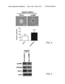 Methods and Kits for Detecting Circulating Cancer Stem Cells diagram and image