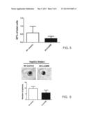 Methods and Kits for Detecting Circulating Cancer Stem Cells diagram and image