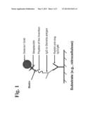 PEPTIDES AND METHODS FOR THE DETECTION OF LYME DISEASE ANTIBODIES diagram and image