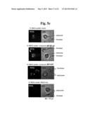 METHOD FOR SCREENING DIABETES TREATING AGENT diagram and image