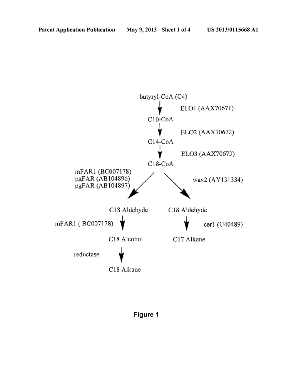 HOST CELLS AND METHODS FOR PRODUCING FATTY ACID DERIVED COMPOUNDS - diagram, schematic, and image 02