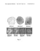 Methods of Screening Embryonic Progenitor Cell Lines diagram and image