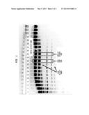 High Fidelity Restriction Endonucleases diagram and image