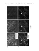 FORMATION OF NEUROMUSCULAR JUNCTIONS IN A DEFINED SYSTEM diagram and image