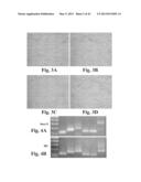 SCALABLE PRIMATE PLURIPOTENT STEM CELL AGGREGATE SUSPENSION CULTURE AND     DIFFERENTIATION THEREOF diagram and image