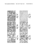 SCALABLE PRIMATE PLURIPOTENT STEM CELL AGGREGATE SUSPENSION CULTURE AND     DIFFERENTIATION THEREOF diagram and image