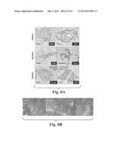 SCALABLE PRIMATE PLURIPOTENT STEM CELL AGGREGATE SUSPENSION CULTURE AND     DIFFERENTIATION THEREOF diagram and image