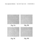 SCALABLE PRIMATE PLURIPOTENT STEM CELL AGGREGATE SUSPENSION CULTURE AND     DIFFERENTIATION THEREOF diagram and image