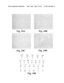 SCALABLE PRIMATE PLURIPOTENT STEM CELL AGGREGATE SUSPENSION CULTURE AND     DIFFERENTIATION THEREOF diagram and image