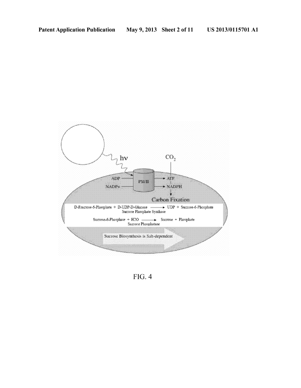 TRANSGENIC PHOTOSYNTHETIC MICROORGANISMS - diagram, schematic, and image 03