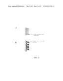 TRANSGENIC PHOTOSYNTHETIC MICROORGANISMS diagram and image