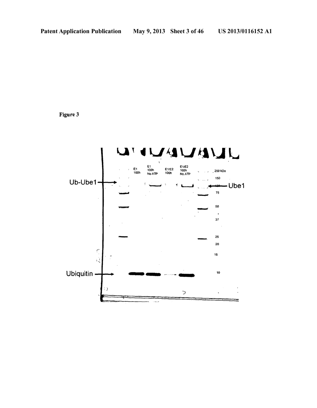 UBIQUITINATION ASSAY - diagram, schematic, and image 04