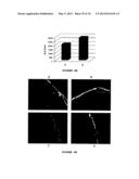 COSMETIC COMPOSITION FOR RESTORING LIPIDIC LAYER OF THE STRATUM CORNEUM IN     ORTHORHOMBIC diagram and image