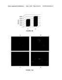 COSMETIC COMPOSITION FOR RESTORING LIPIDIC LAYER OF THE STRATUM CORNEUM IN     ORTHORHOMBIC diagram and image