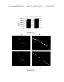 COSMETIC COMPOSITION FOR RESTORING LIPIDIC LAYER OF THE STRATUM CORNEUM IN     ORTHORHOMBIC diagram and image