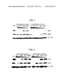 Novel HSP90 Inhibitor diagram and image