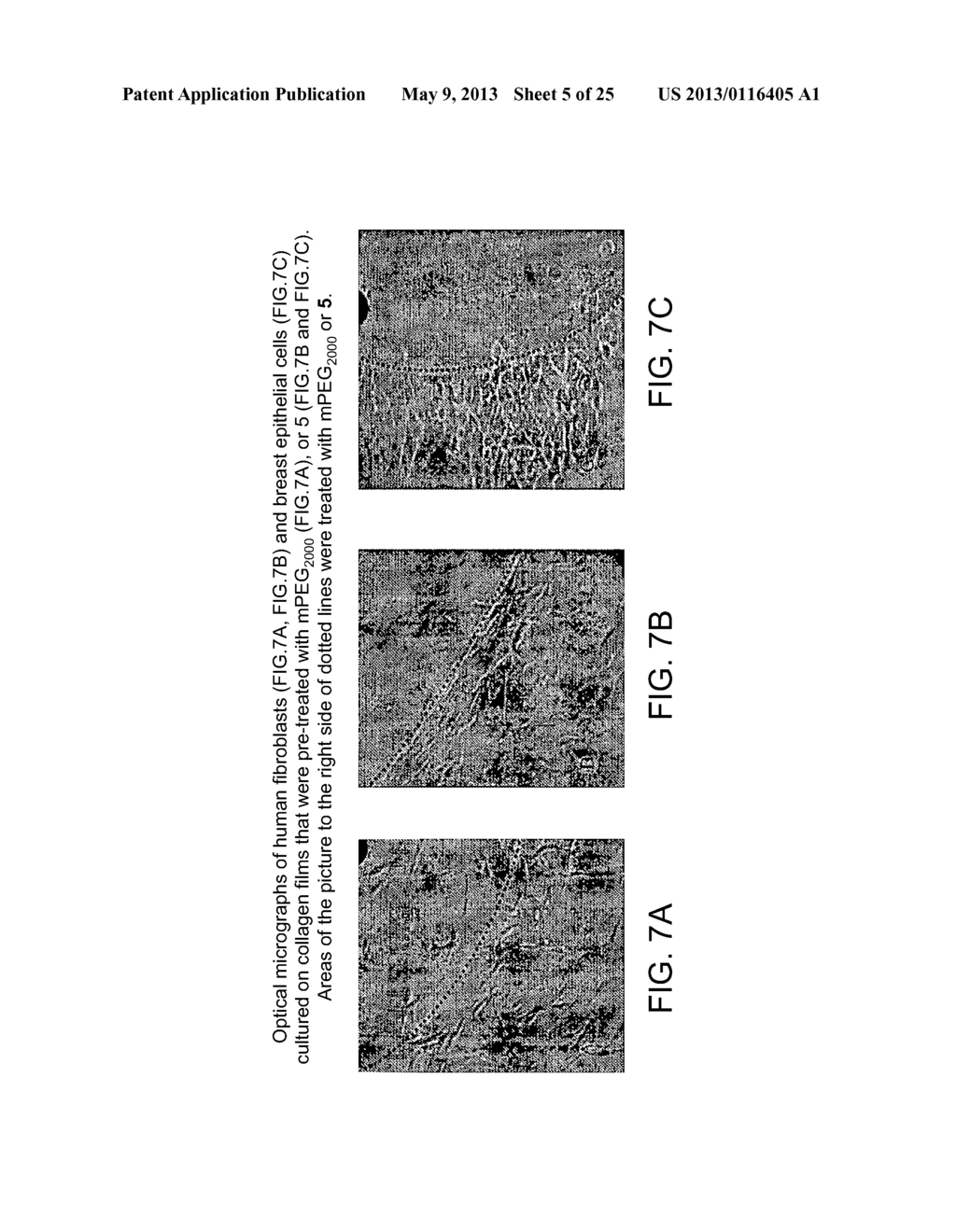 COMPOSITIONS COMPRISING MODIFIED COLLAGEN AND USES THEREFOR - diagram, schematic, and image 06