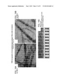 COMPOSITIONS COMPRISING MODIFIED COLLAGEN AND USES THEREFOR diagram and image