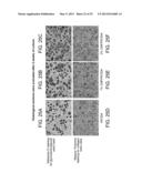 COMPOSITIONS COMPRISING MODIFIED COLLAGEN AND USES THEREFOR diagram and image