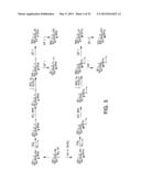 Synthetic Oligosaccharides for Staphylococcus Vaccine diagram and image